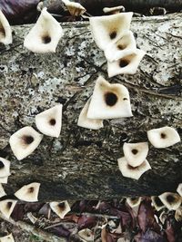 Close-up high angle view of shells