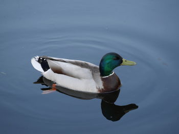 High angle view of duck swimming on lake