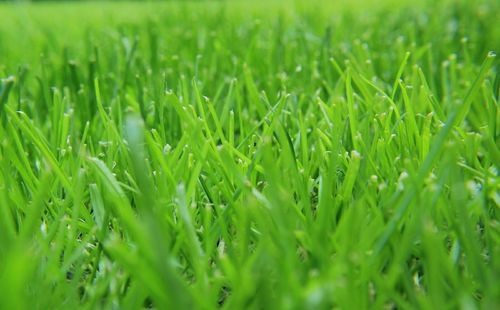 Full frame shot of green field