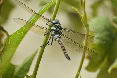 Close-up of dragonfly on plant