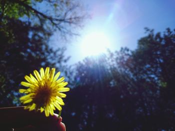 Close-up of yellow flower against sky