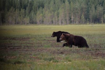 Brown bears on field in forest