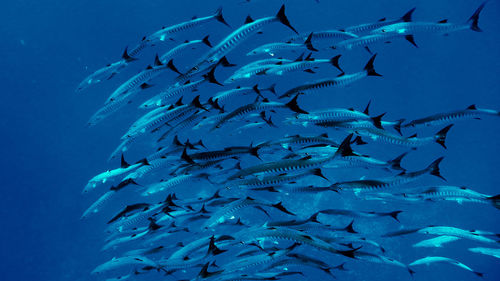 Fish swimming in sea