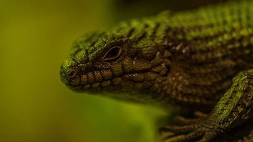 Close-up of lizard
