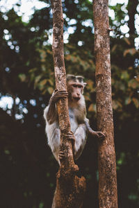 Monkey sitting on tree trunk in forest