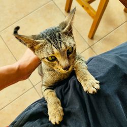 High angle view of person hand with cat