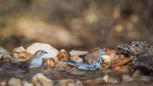 Duck swimming in lake