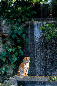 Tiger sitting on retaining wall in forest