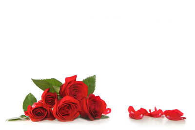 Close-up of red roses against white background