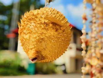 Close-up of yellow flower