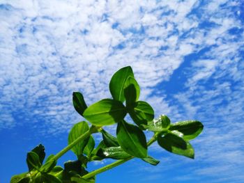 Low angle view of flowering plant against blue sky