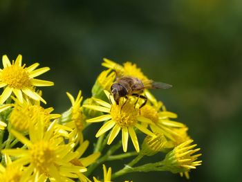 Close-up of bee on yellow flower