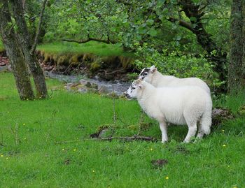 Sheep on field