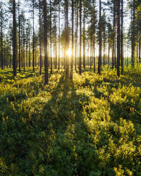 Sunlight filtering through trees in forest