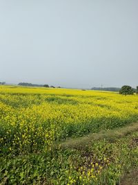 Scenic view of oilseed rape field against clear sky