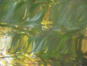 Full frame shot of green leaves