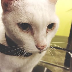 Close-up portrait of cat