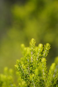 Close-up of fresh green plant