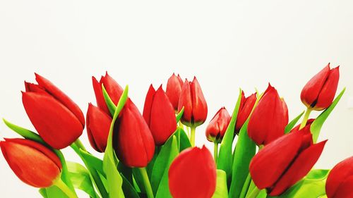 Close-up of red tulips against white background