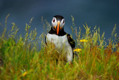 View of a duck on land