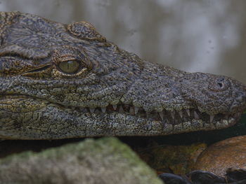 Close-up of crocodile