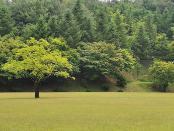 Scenic view of trees on field