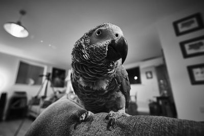 Close-up of congo african grey parrot