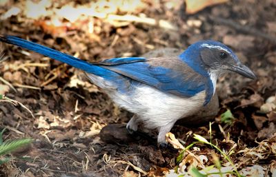 Close-up of a bird on field