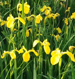 flowering plant