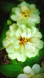 Close-up of white flowers