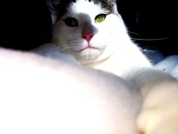 Close-up portrait of cat