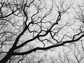 Low angle view of bare tree against sky