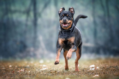 Rottweiler running on field