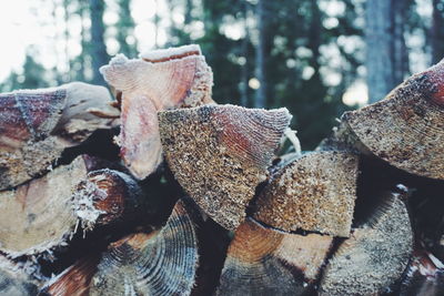 Close-up of logs