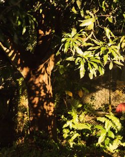 Plants growing on a tree