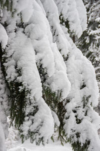 High angle view of snow covered tree