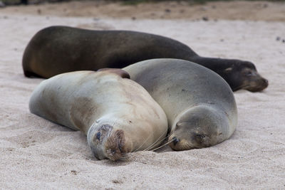 High angle view of sea sleeping on sand