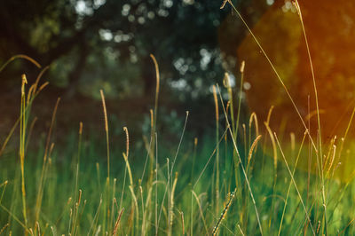 Close-up of grass growing on field