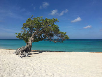 Tree on shore at beach against sky during sunny day