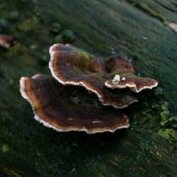 Close-up of mushroom on moss