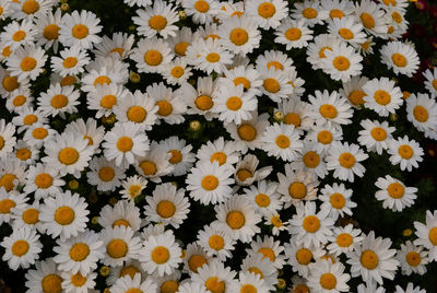 High angle view of white daisy flowers