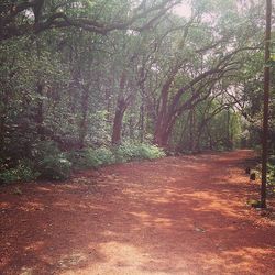 Dirt road passing through forest