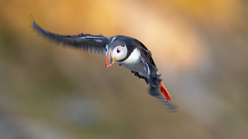 Close-up of puffin flying in air
