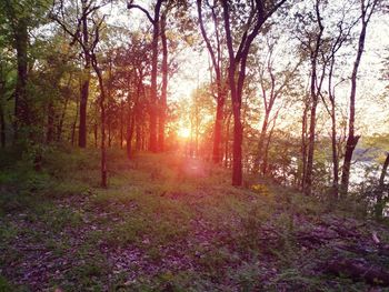 Scenic view of forest against bright sun