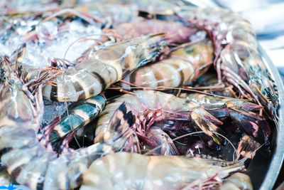 Close-up of fish for sale in market