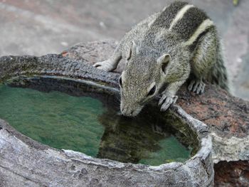 High angle view of squirrel drinking water at zoo