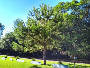 Trees in park against sky