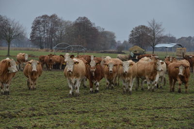 Cows grazing in a field