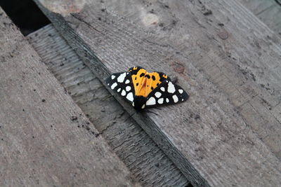 High angle view of butterfly on wood