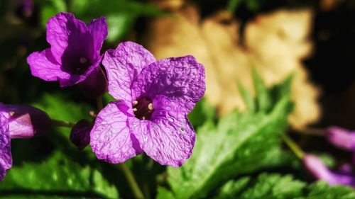 Close-up of purple flowering plant